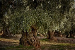 Italy-olive-It005.jpg