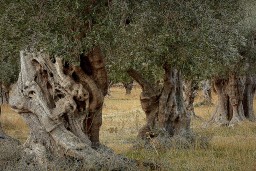 Italy-olive-It006.jpg