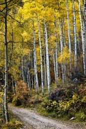 aspen-trees.jpg